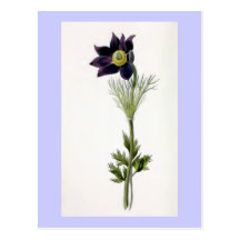 "Anemone Pulsatilla" Vintage Illustration Post Cards