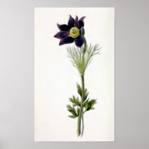 "Anemone Pulsatilla" Vintage Illustration Posters