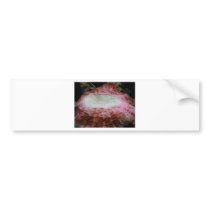 anemone,red bumper sticker