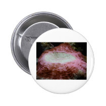 anemone,red buttons