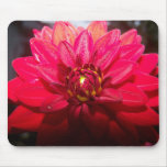 red, anemone, flower, morning, dew, garden,