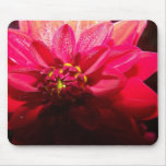 red, anemone, morning, dew, flower, night, yellow