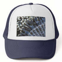 Anemone, Sipadan Island, Borneo, southeast Asia Trucker Hats