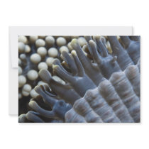 Anemone, Sipadan Island, Borneo, southeast Asia Custom Invites
