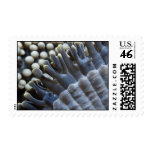 Anemone, Sipadan Island, Borneo, southeast Asia Postage Stamps