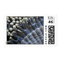 Anemone, Sipadan Island, Borneo, southeast Asia Postage Stamps