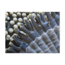 Anemone, Sipadan Island, Borneo, southeast Asia Postcards