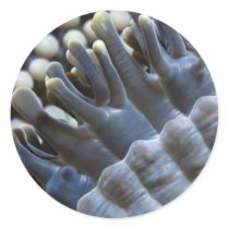 Anemone, Sipadan Island, Borneo, southeast Asia Stickers