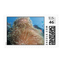 Anemone Stamp - Great Barrier Reef
