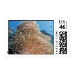 Anemone Stamp - Great Barrier Reef
