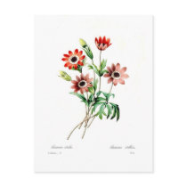 Anemone stellata post card