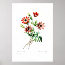 Anemone stellata posters