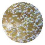 anemone stickers