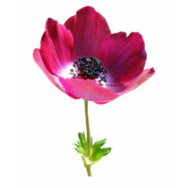 Anemone Tshirt