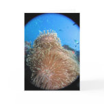 Anemone Vignette Greeting Card