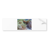 anemone, with peeking clown fish bumper stickers