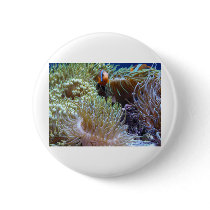 anemone, with peeking clown fish pinback button
