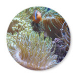 anemone, with peeking clown fish magnets