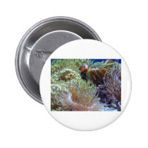 anemone, with peeking clown fish buttons