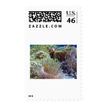 anemone, with peeking clown fish postage