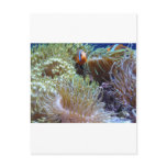 anemone, with peeking clown fish post card