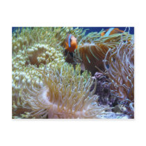 anemone, with peeking clown fish post cards