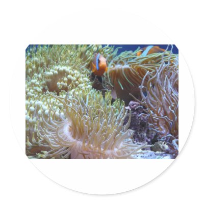 anemone, with peeking clown fish round stickers by pinkypetals