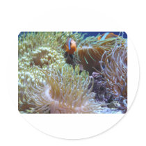 anemone, with peeking clown fish stickers