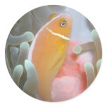 fish, anemone, orange, pink, skunk, palau, animals