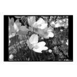anemone, flowers, black and white