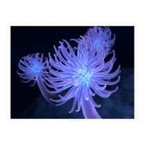 Anemones posters