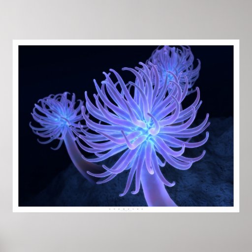 Anemones Print