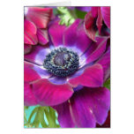 anenome2 greeting card