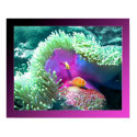 Anenome with its protectors - Palau posters