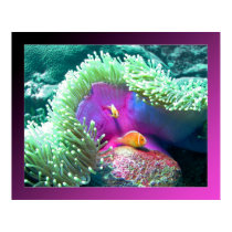 Anenome with its protectors - Palau posters