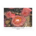 Anenomes posters