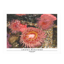 Anenomes posters