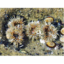 Anenomes Tidepools Sand photo sculptures by lifesphere Anenomes Tidepools Sand photo sculptures