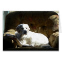 Angel English Setter cards