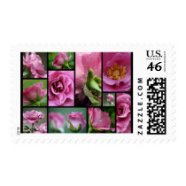 Angel Face Rose Collage postage