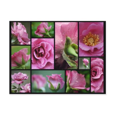 Angel Face Rose Collage Postcard by OrphieG
