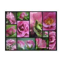 Angel Face Rose Collage postcards