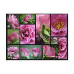 Angel Face Rose Collage postcards