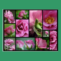 Angel Face Rose Collage postcards