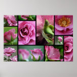 Angel Face Rose Collage Poster