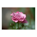 Angel Face Rose Poster posters by OrphieG Angel Face Rose Poster posters