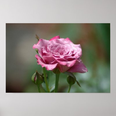 Angel Face Rose Poster by OrphieG