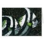 Angel Fish Greeting Card