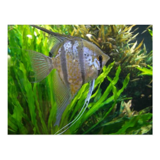 Angel Fish Post Cards