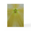 Angel Flower cards
